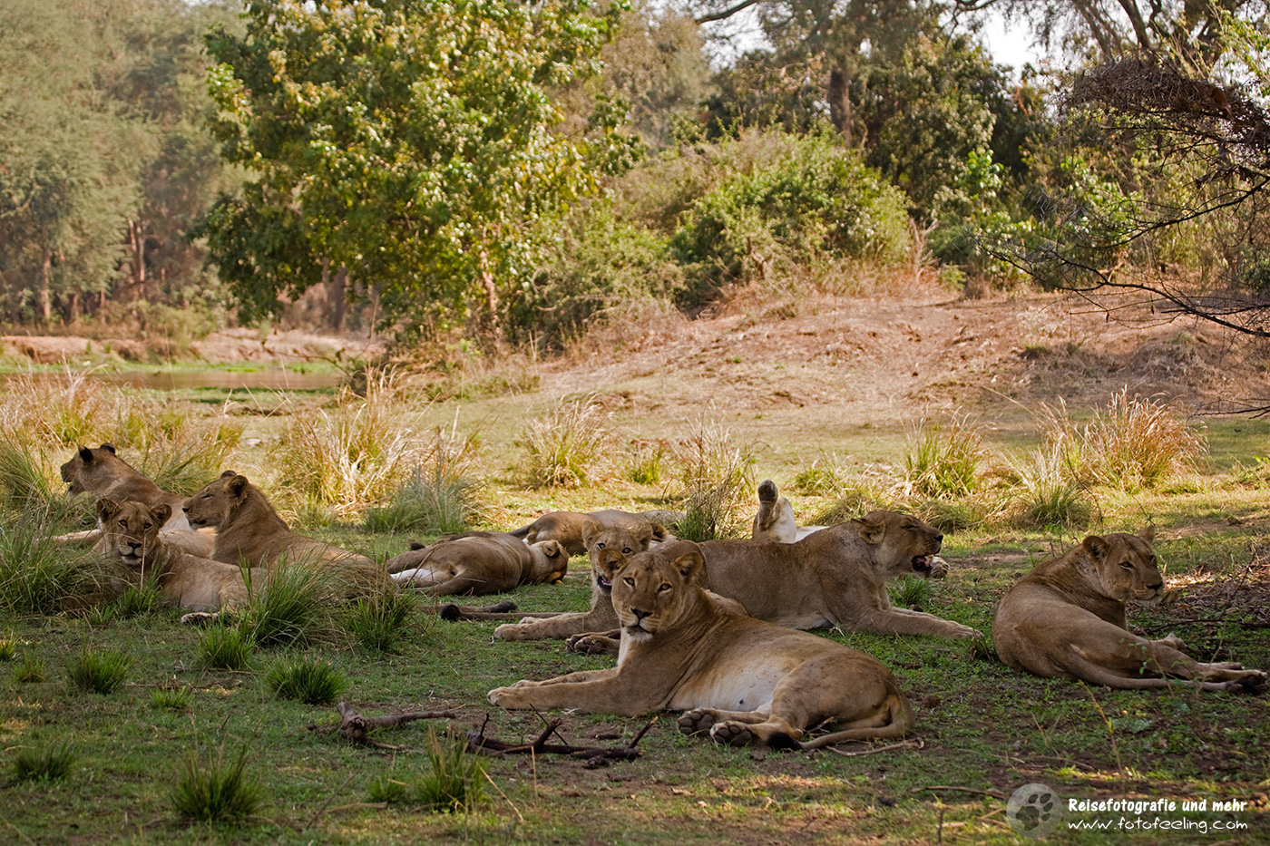 Löwen (Panthera leo)