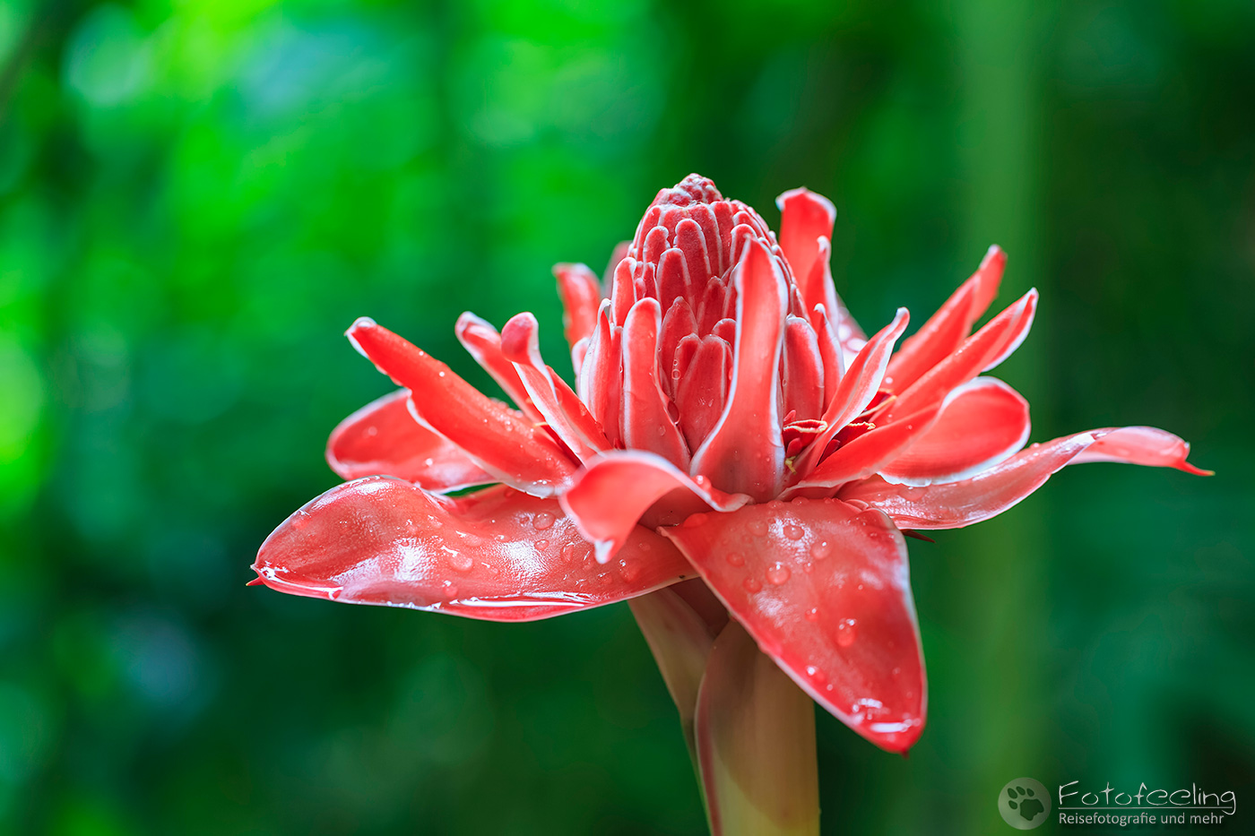 Fackelingwer (Etlingera elatior)