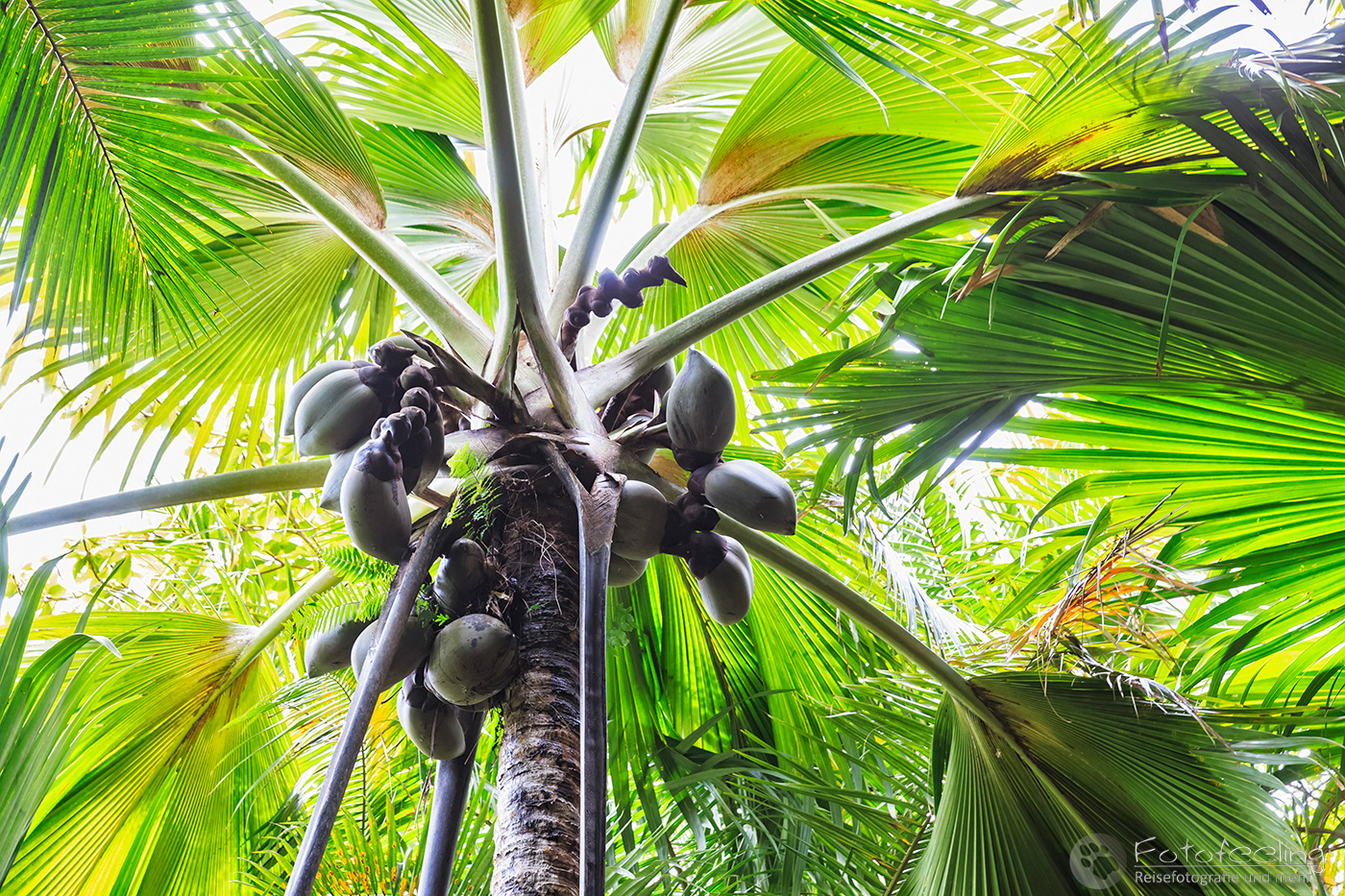 Coco de Mer (Meereskokosnuss