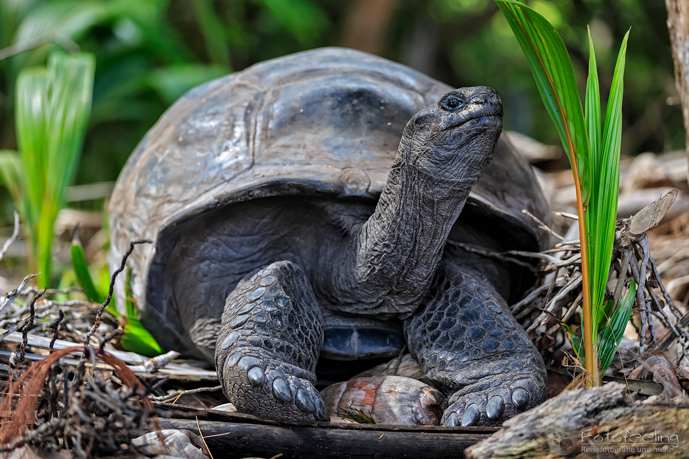 Aldabra Riesenschildkröte (Aldabrachelys gigantea) auf Curieuse Island