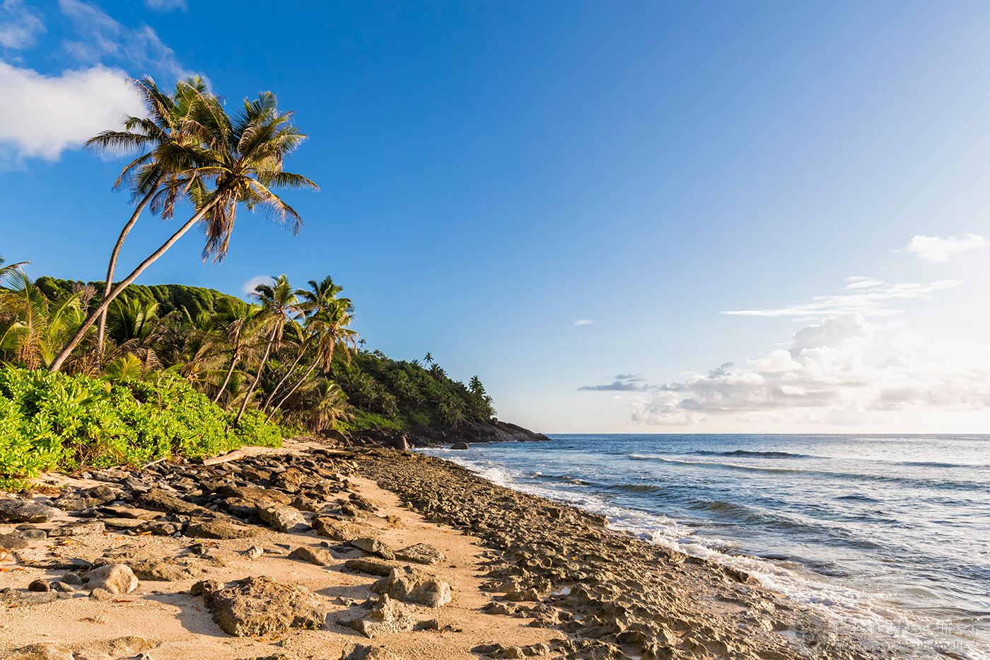 Kokospalme am Strand Anse Patates