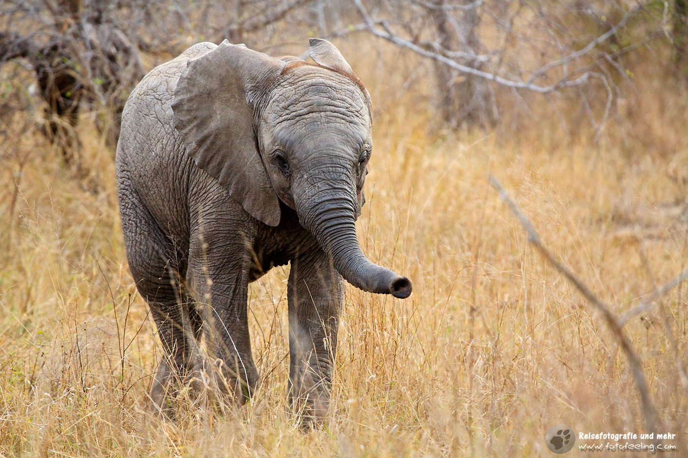 Afrikanischer Elefant, Jungtier (Loxodonta africana)