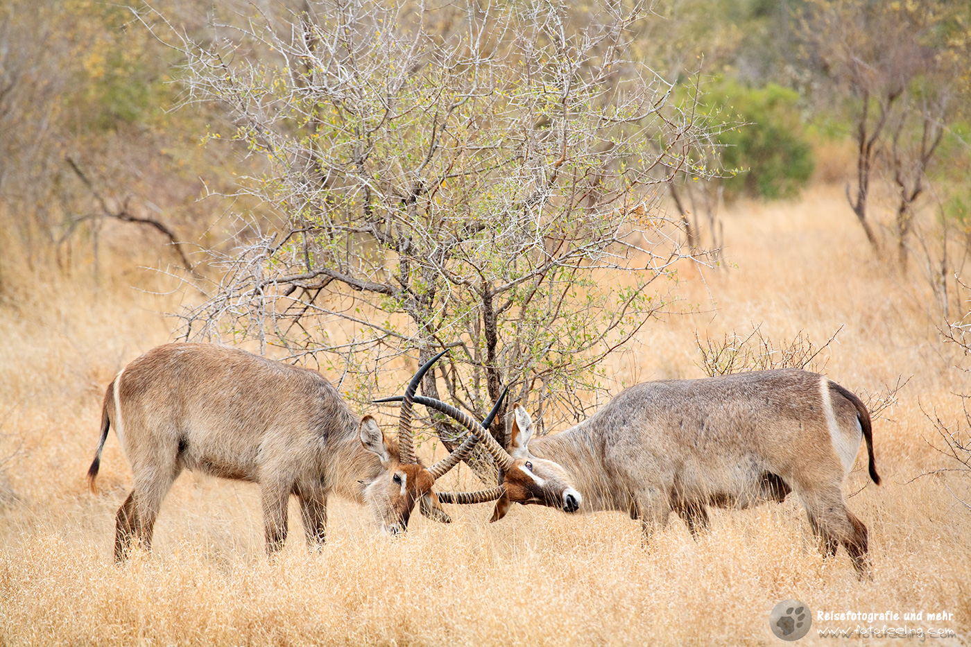 Wasserbock, Gemeiner Wasserbock beim Kräftemessen (Kobus ellipsiprymnus)