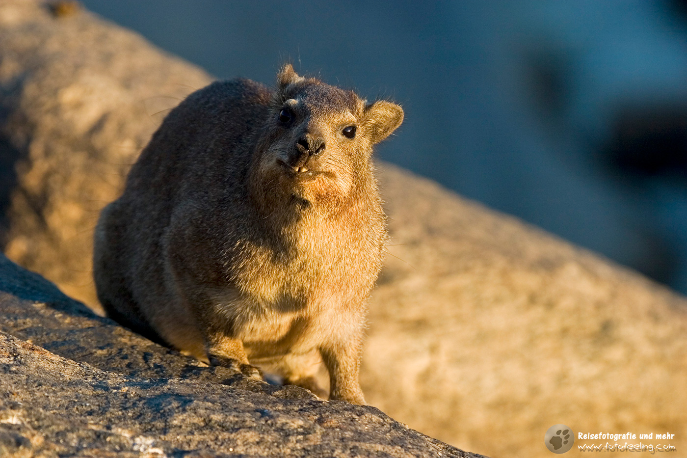 Klippschliefer, Klippdachs (Procavia capensis) en: Rock dassie