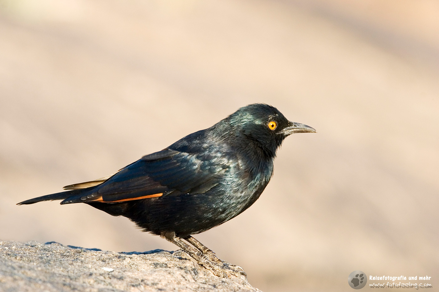 Rotschulterglanzstar