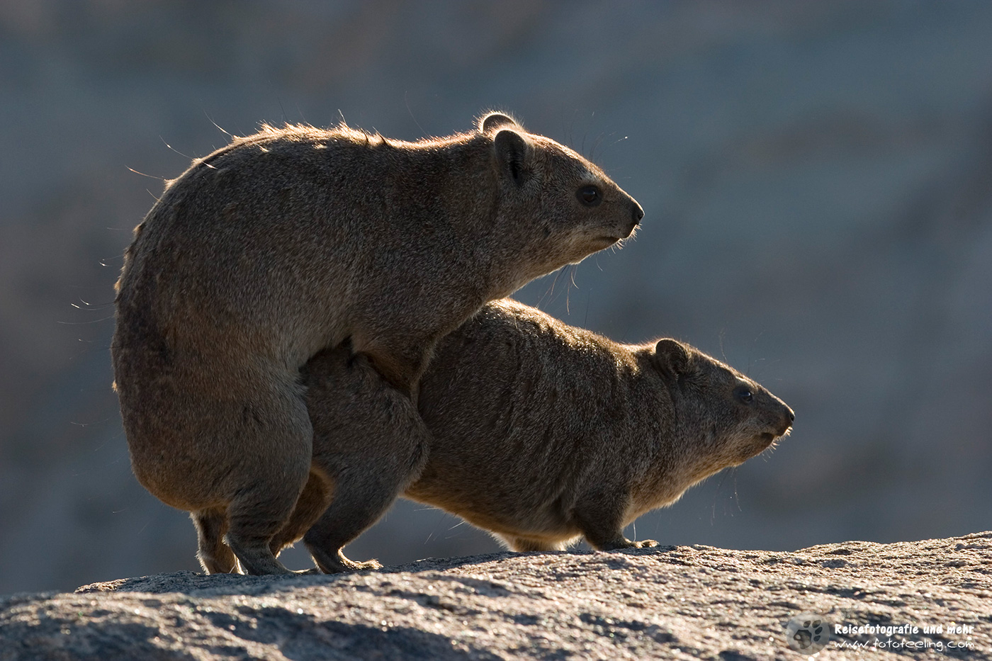 Klippschliefer, Klippdachs (Procavia capensis) en: Rock dassie