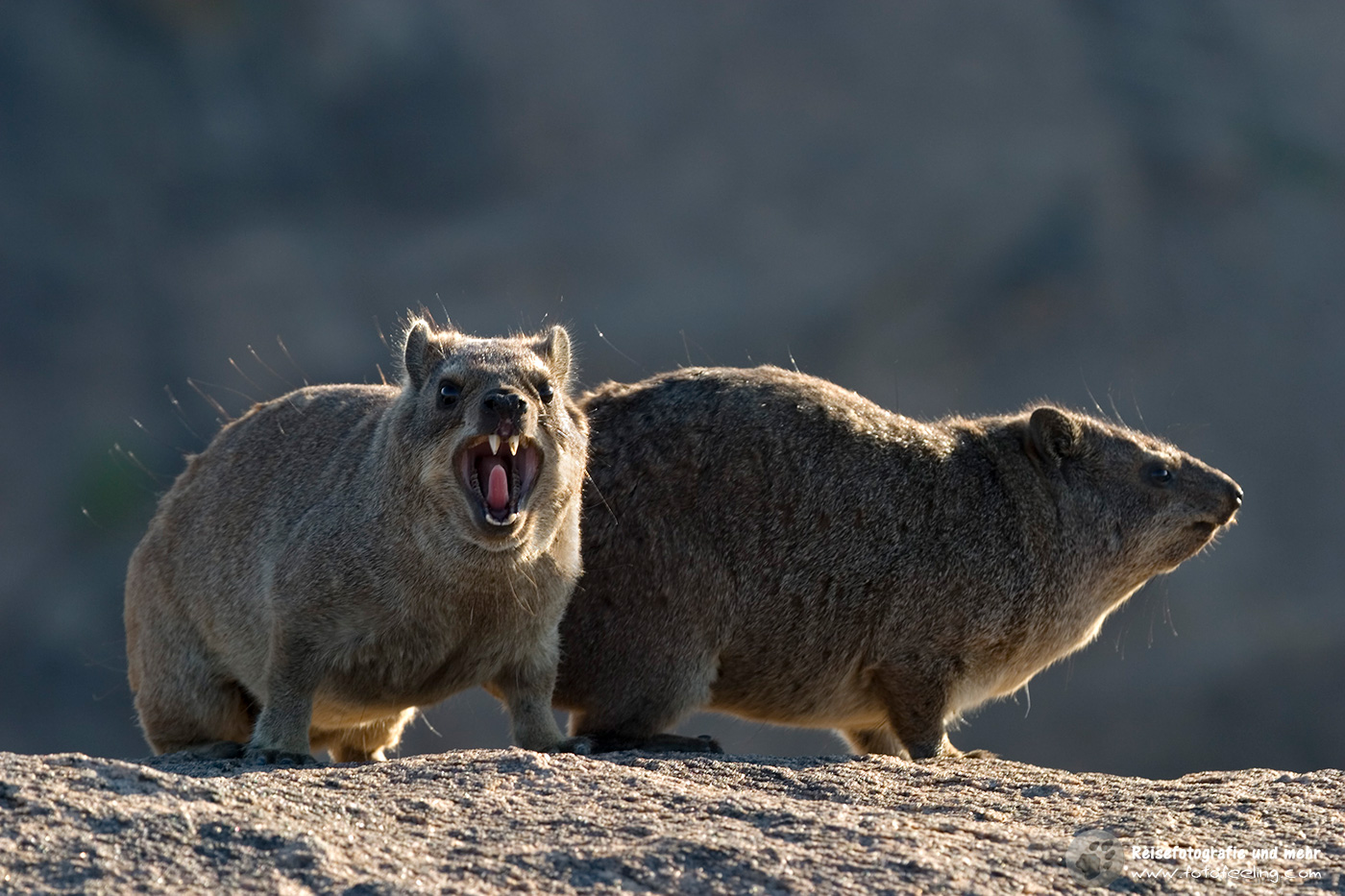 Klippschliefer, Klippdachs (Procavia capensis) en: Rock dassie