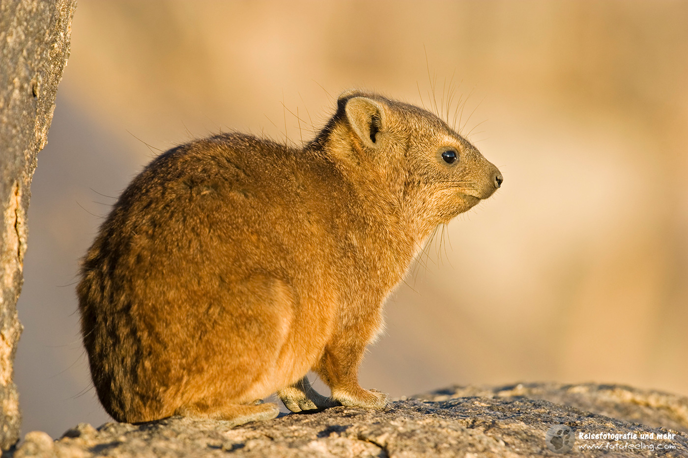 Klippschliefer, Klippdachs (Procavia capensis) en: Rock dassie
