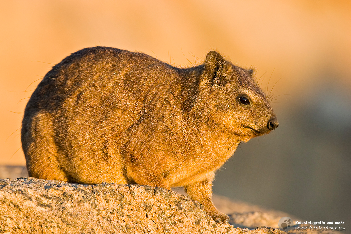 Klippschliefer, Klippdachs (Procavia capensis) en: Rock dassie