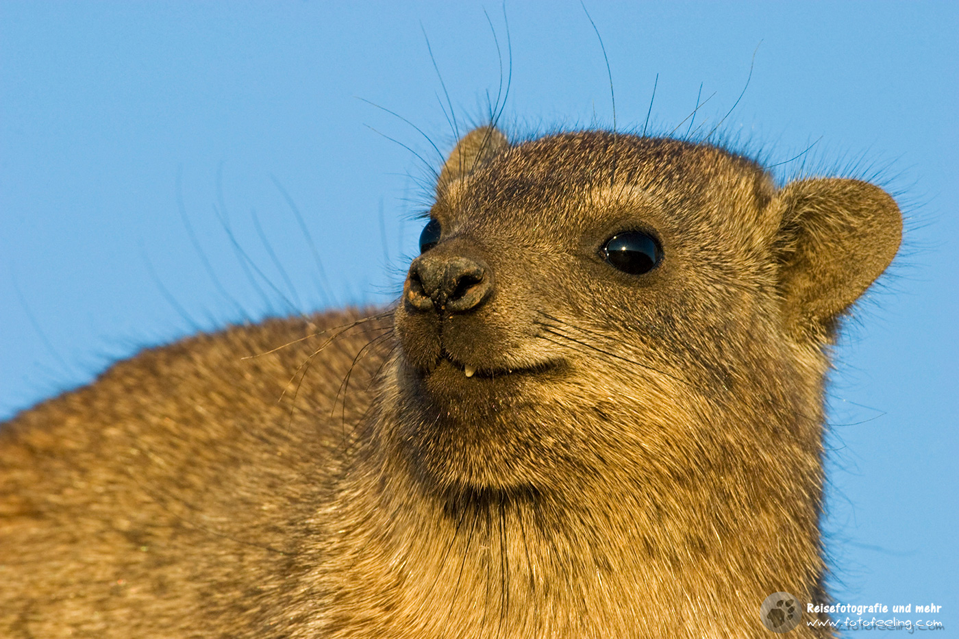 Klippschliefer, Klippdachs (Procavia capensis) en: Rock dassie