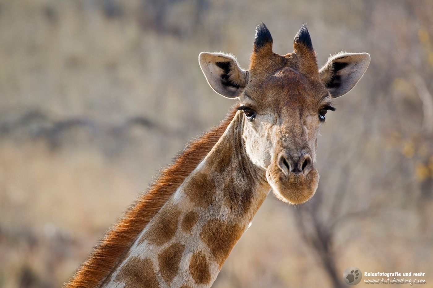 Giraffe (Giraffa camelopardalis)