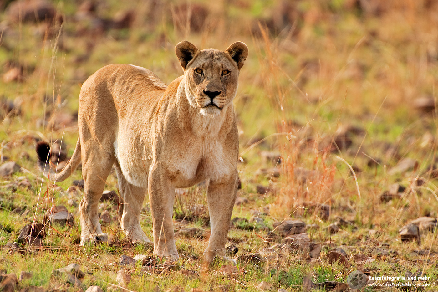 Löwin (Panthera leo)