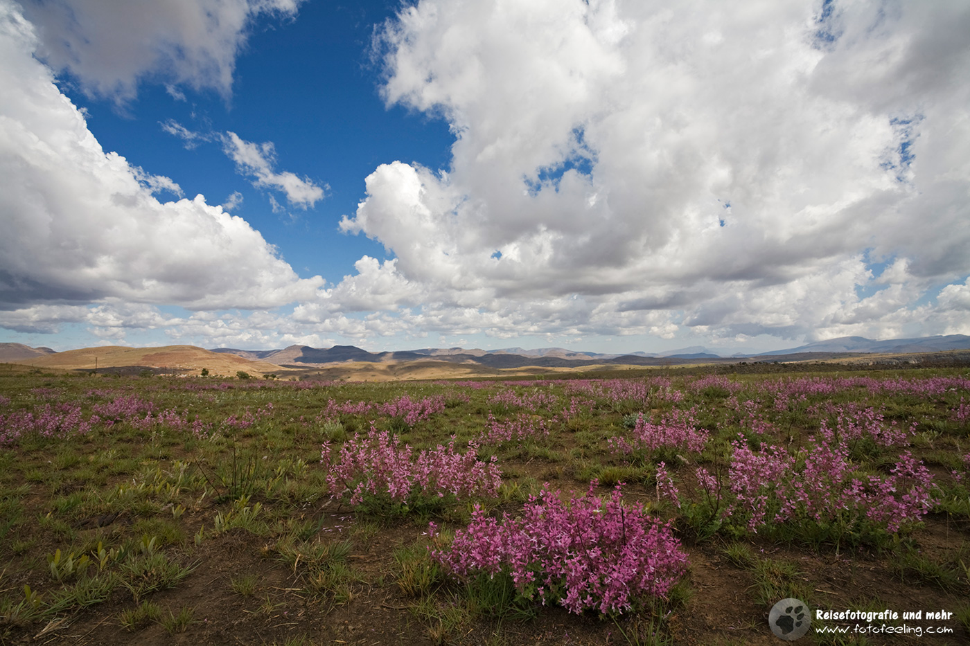 Blumenblüte am Blyde River Canyon, Panorama Route, Provinz Mpum