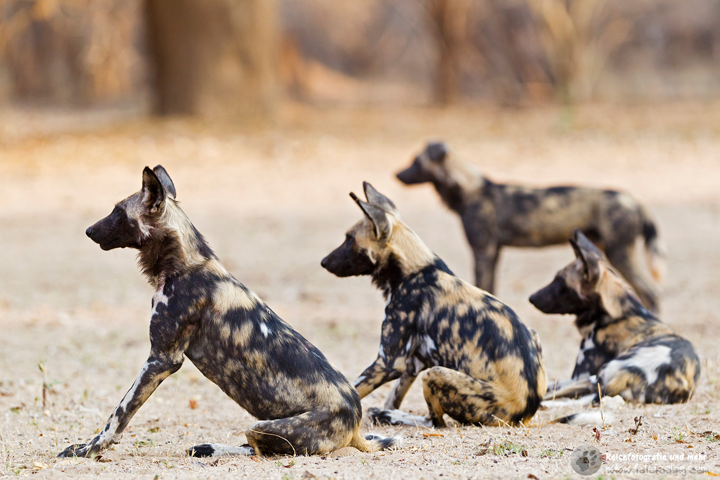 Afrikanische Wildhunde (Lycaon pictus)
