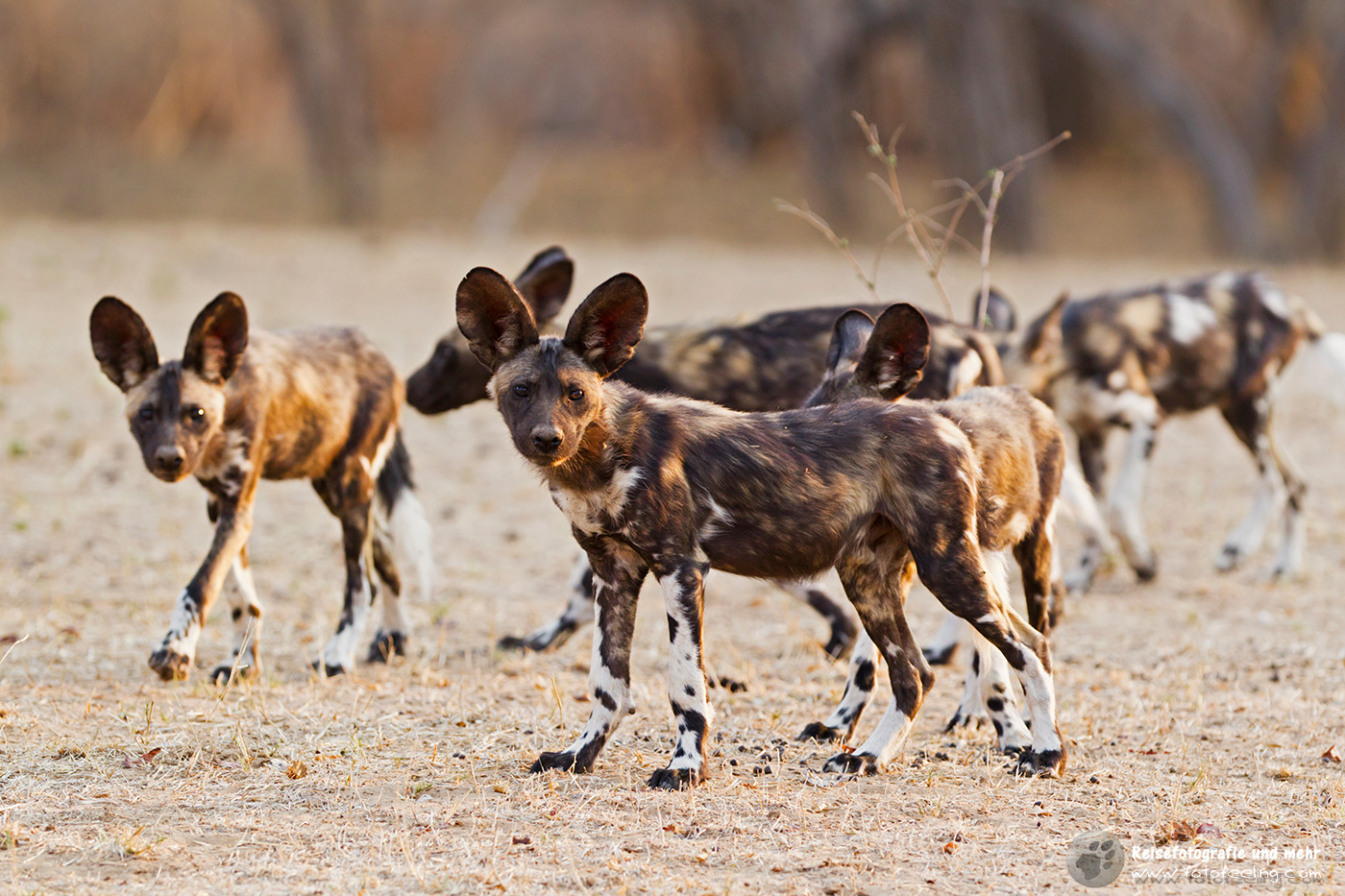 Afrikanische Wildhunde (Lycaon pictus)