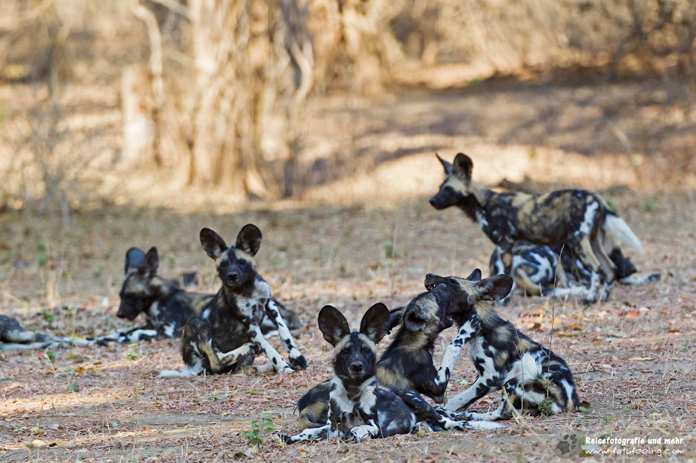 Afrikanische Wildhunde (Lycaon pictus)