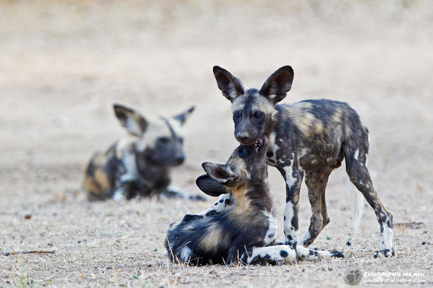 Afrikanische Wildhunde (Lycaon pictus)