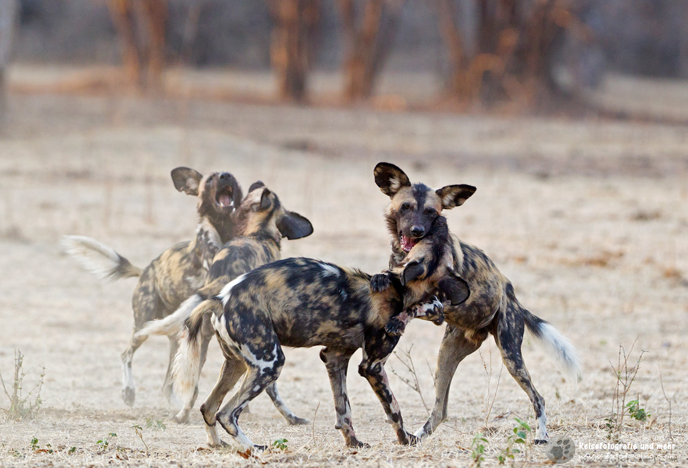 Afrikanische Wildhunde (Lycaon pictus) - Spielstunde