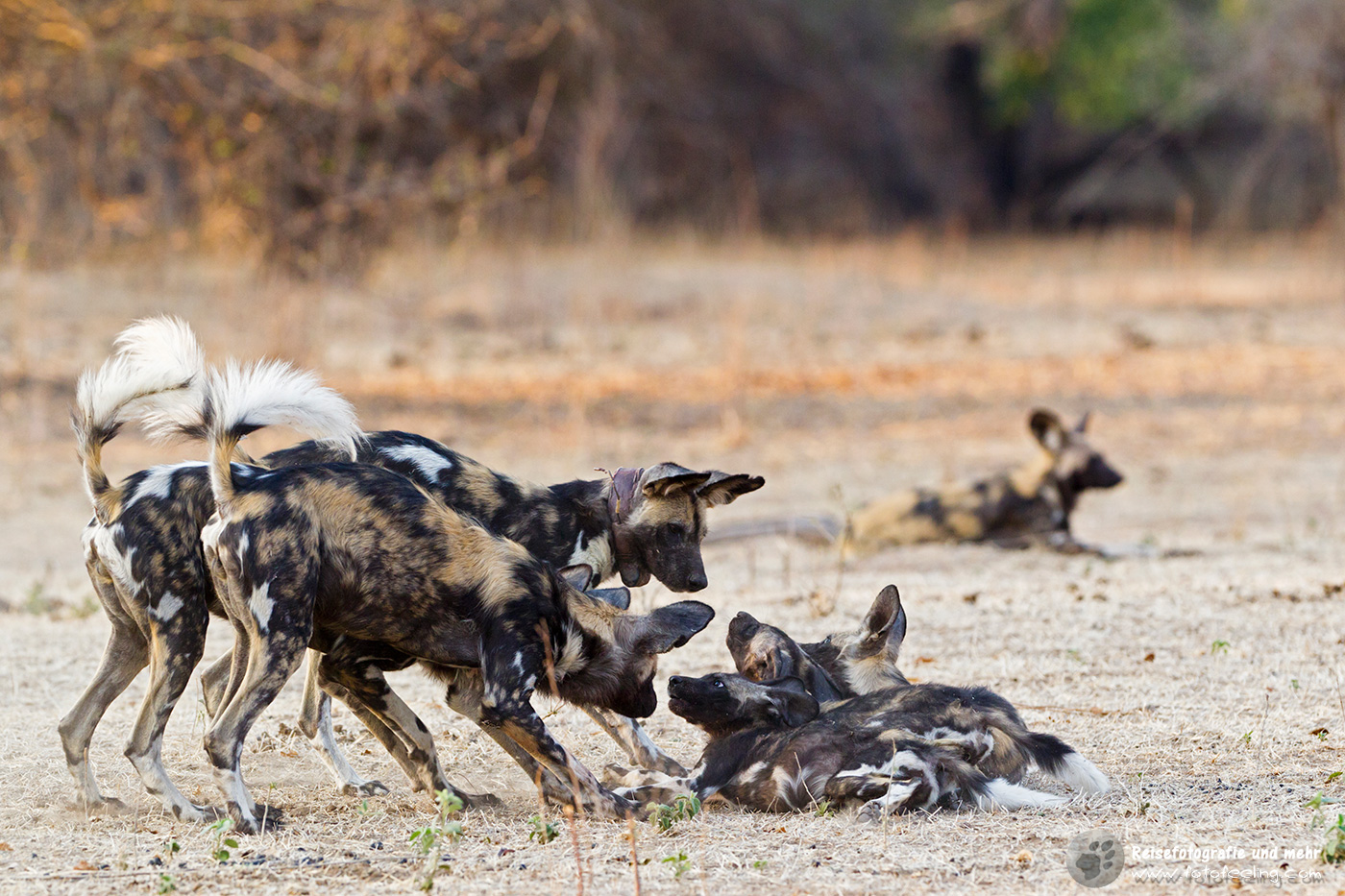 Afrikanische Wildhunde (Lycaon pictus)