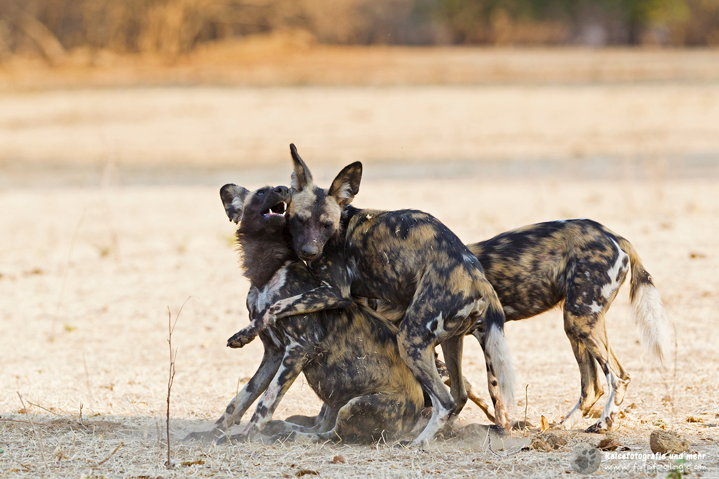 Afrikanische Wildhunde (Lycaon pictus) - Spielstunde