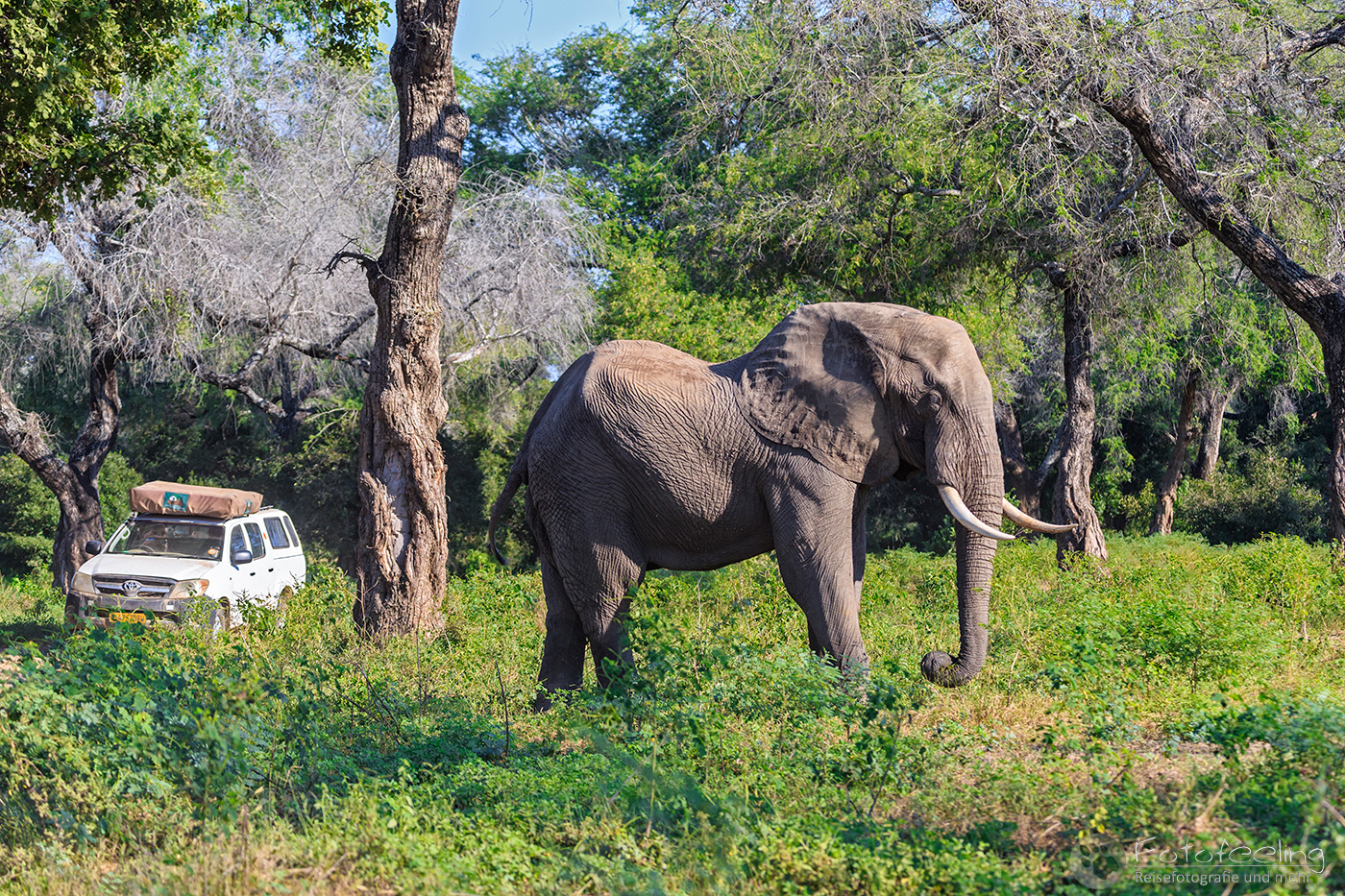 Afrikanischer Elefant, (Loxodonta africana), en: African Elephant