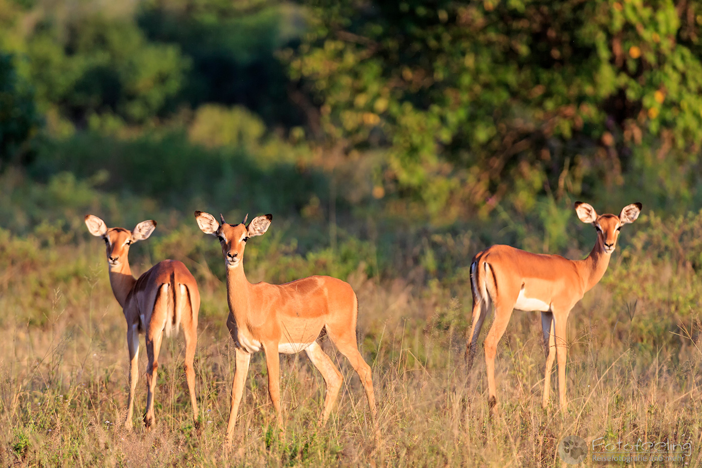 Impalas, Schwarzfersenantilopen (Aepyceros melampus), en: Impala