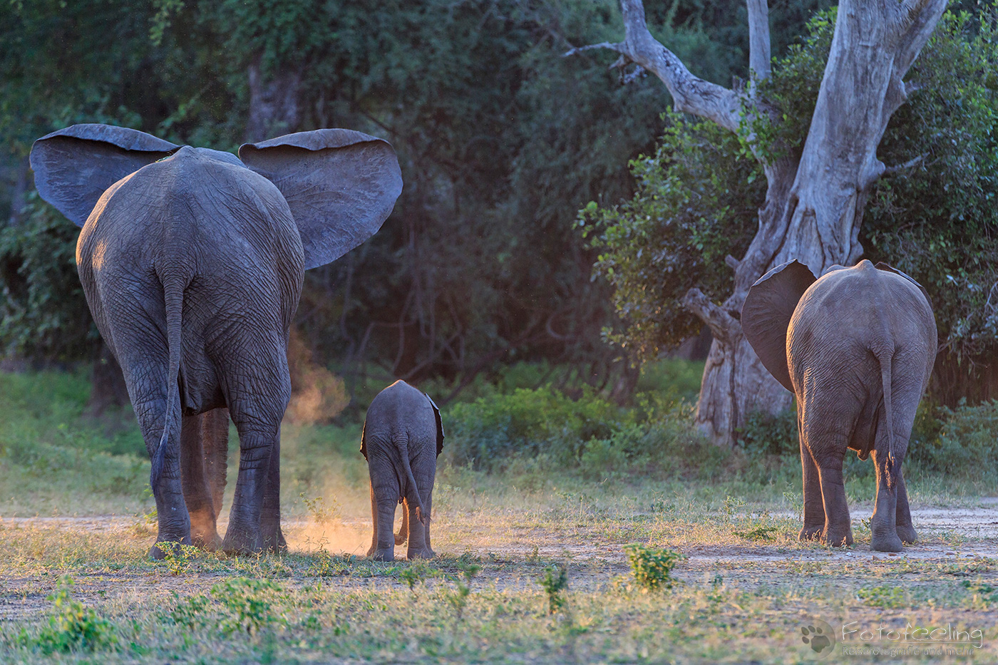 Afrikanischer Elefant, (Loxodonta africana), en: African Elephant, Mutter mit Jungtieren