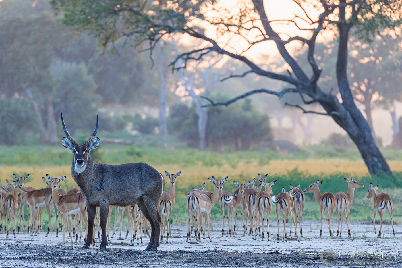 Wasserbock, Gemeiner Wasserbock (Kobus ellipsiprymnus), en: Waterbuck und Impalas, Schwarzfersenantilopen (Aepyceros melampus), en: Impalas