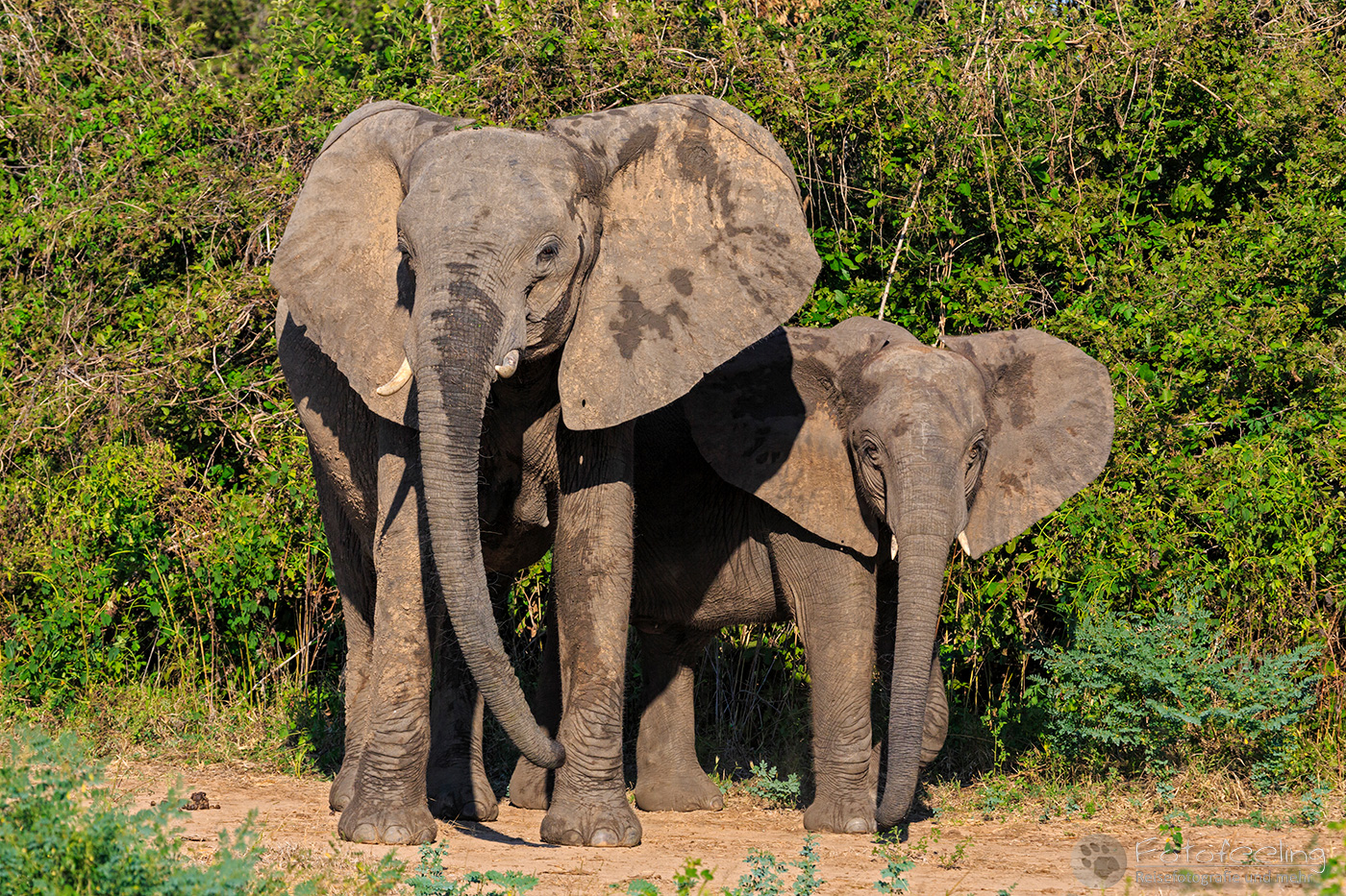 Afrikanischer Elefant, (Loxodonta africana), en: African Elephant, Mutter mit Jungtier