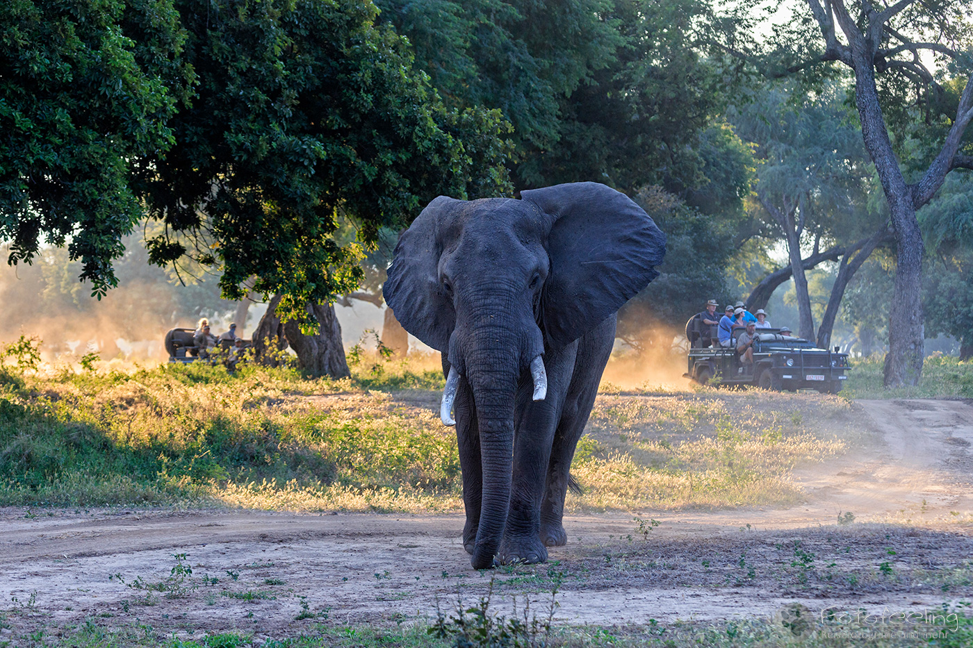 Afrikanischer Elefant, (Loxodonta africana), en: African Elephant
