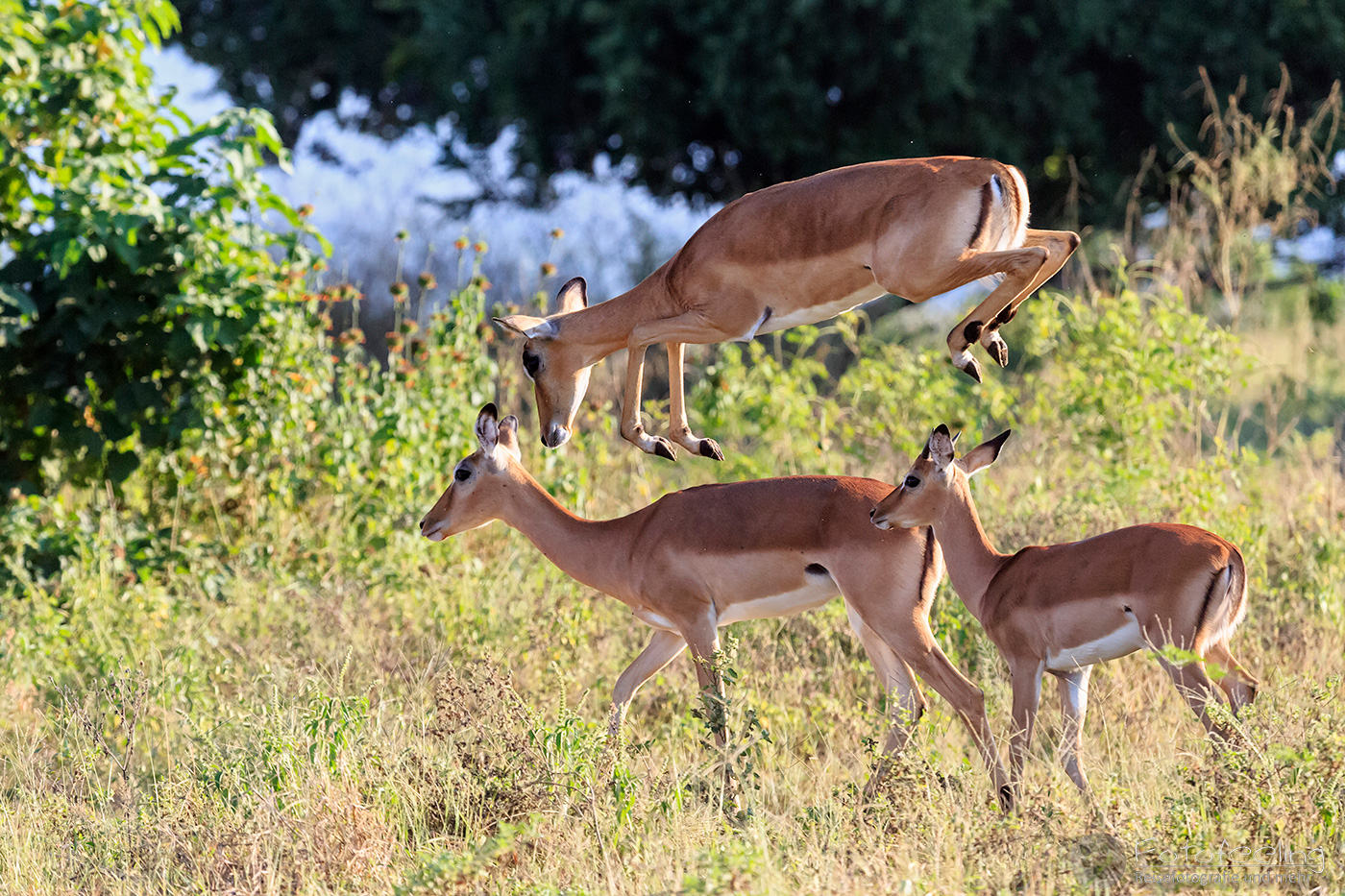 Impalas, Schwarzfersenantilopen (Aepyceros melampus), en: Impala