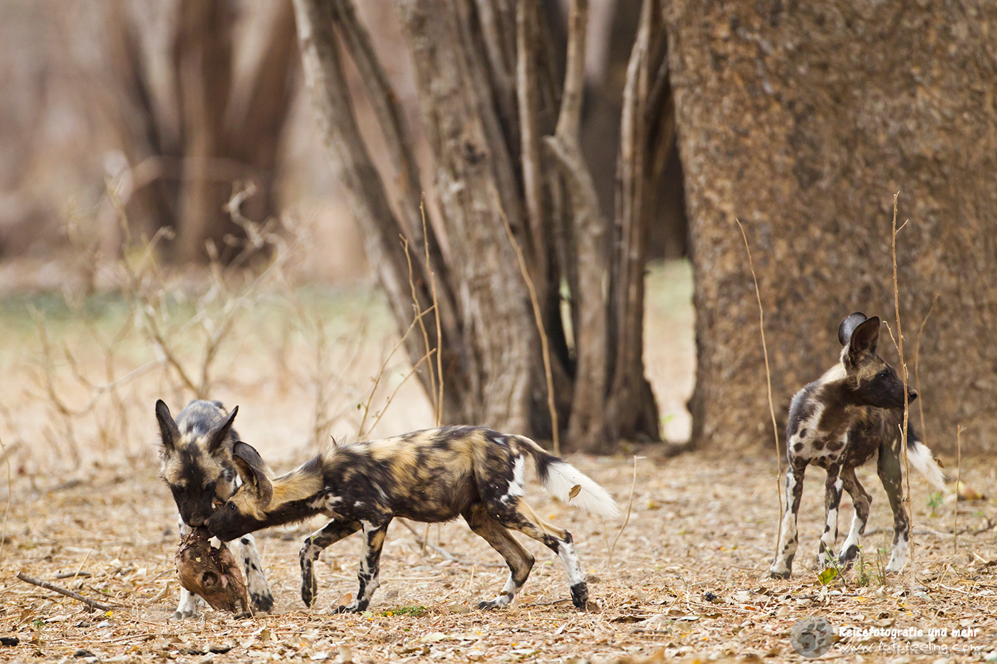 Afrikanische Wildhunde (Lycaon pictus) mit Beute