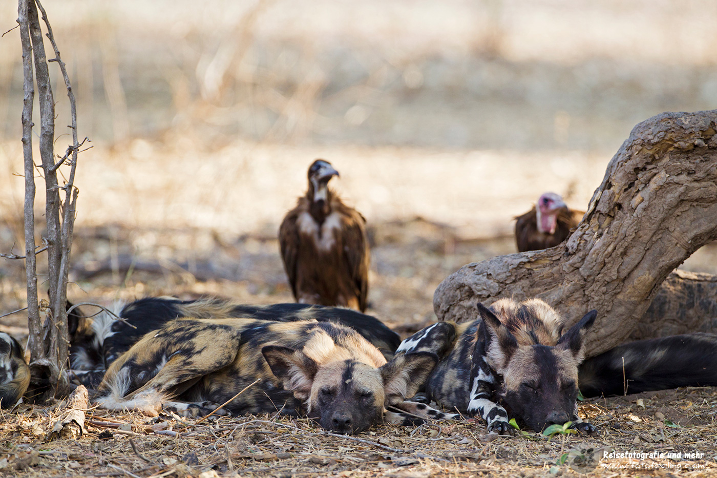 Afrikanische Wildhunde (Lycaon pictus)