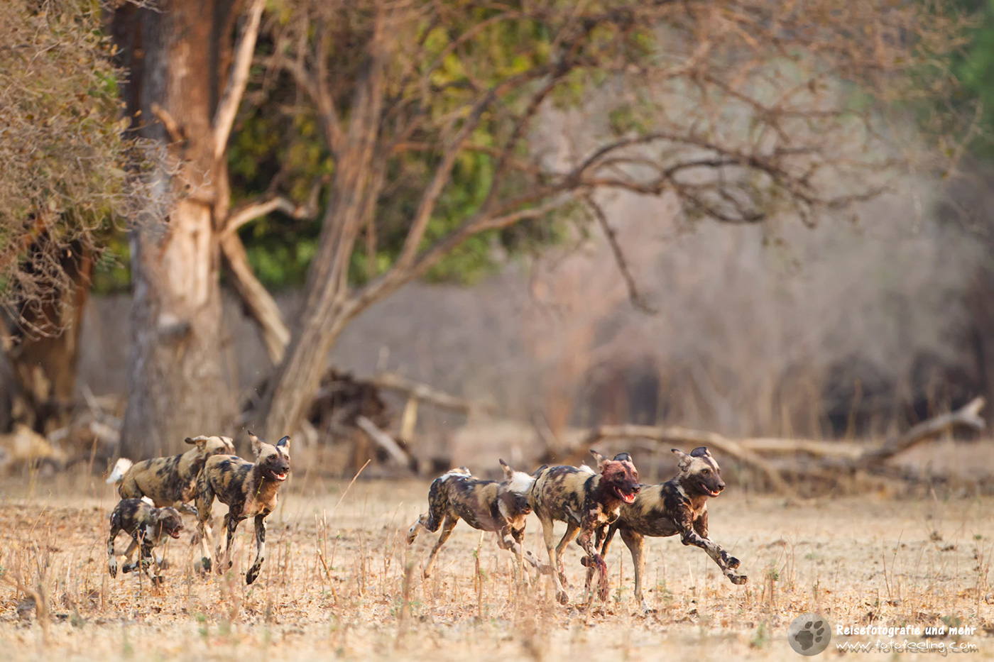 Afrikanische Wildhunde (Lycaon pictus)