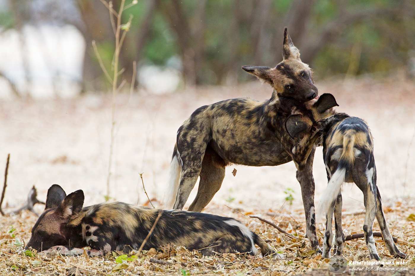 Afrikanische Wildhunde (Lycaon pictus)
