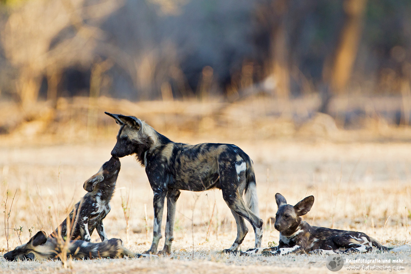 Afrikanische Wildhunde (Lycaon pictus)