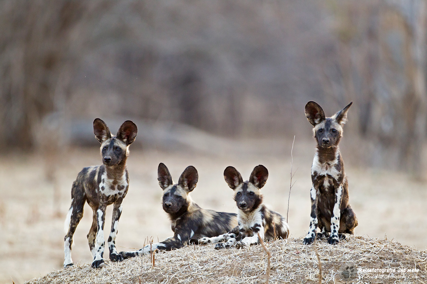 Afrikanische Wildhunde (Lycaon pictus)