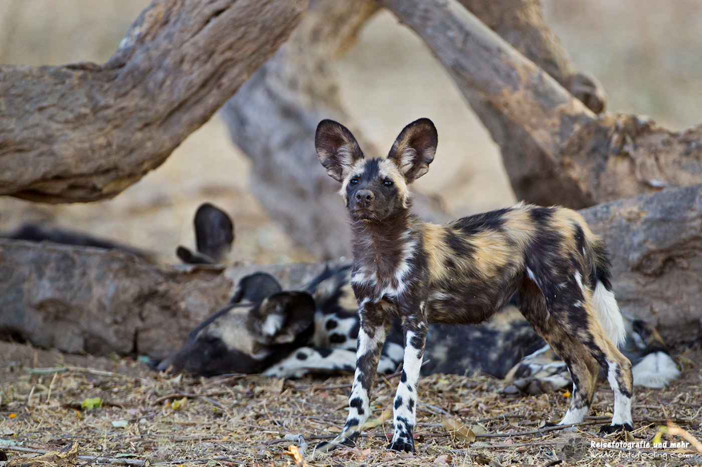 Afrikanische Wildhunde (Lycaon pictus)