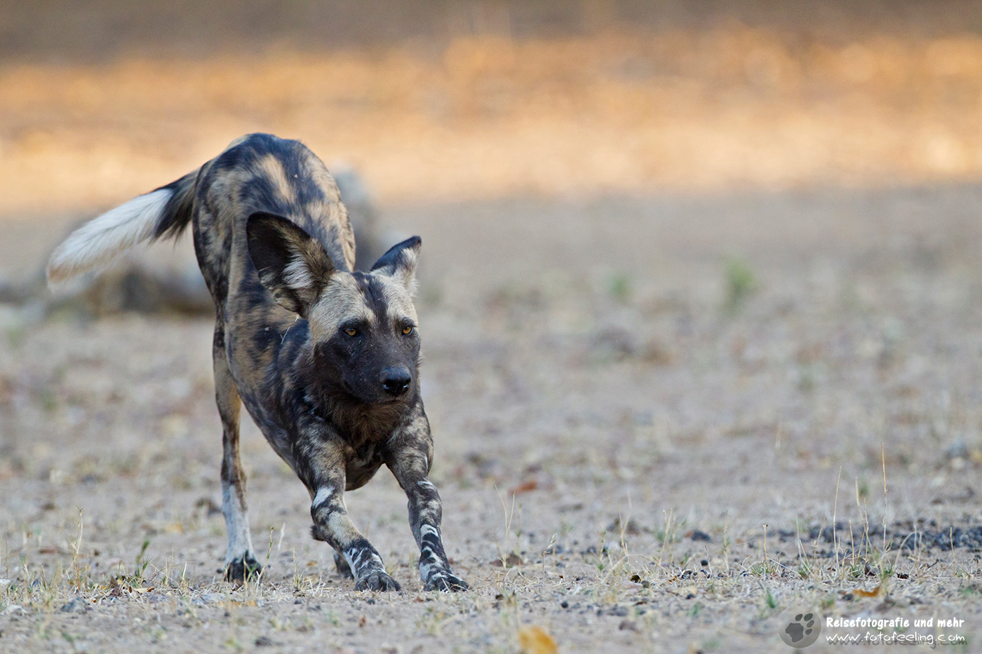 Afrikanischer Wildhund (Lycaon pictus)
