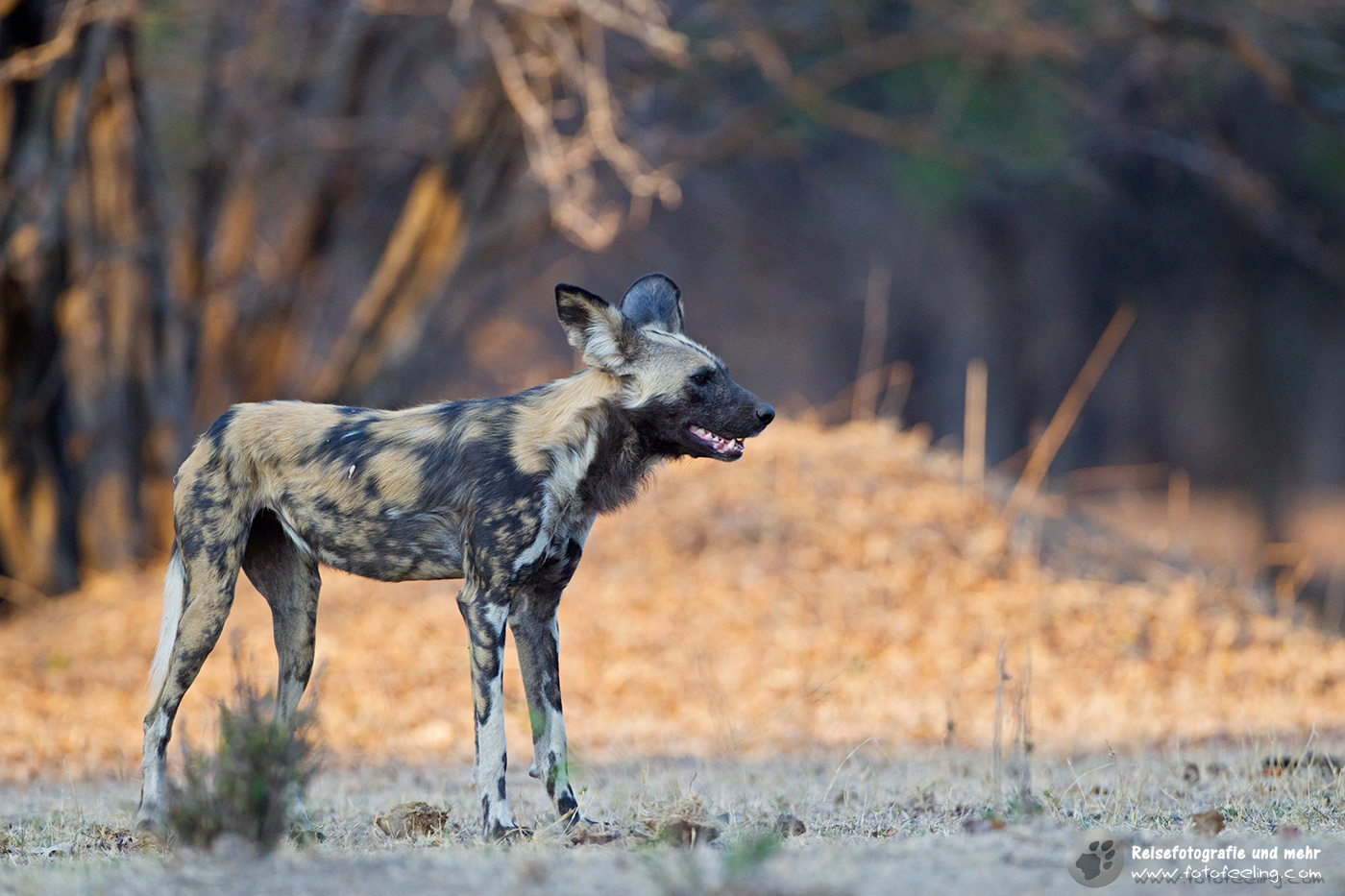 Afrikanischer Wildhund (Lycaon pictus)