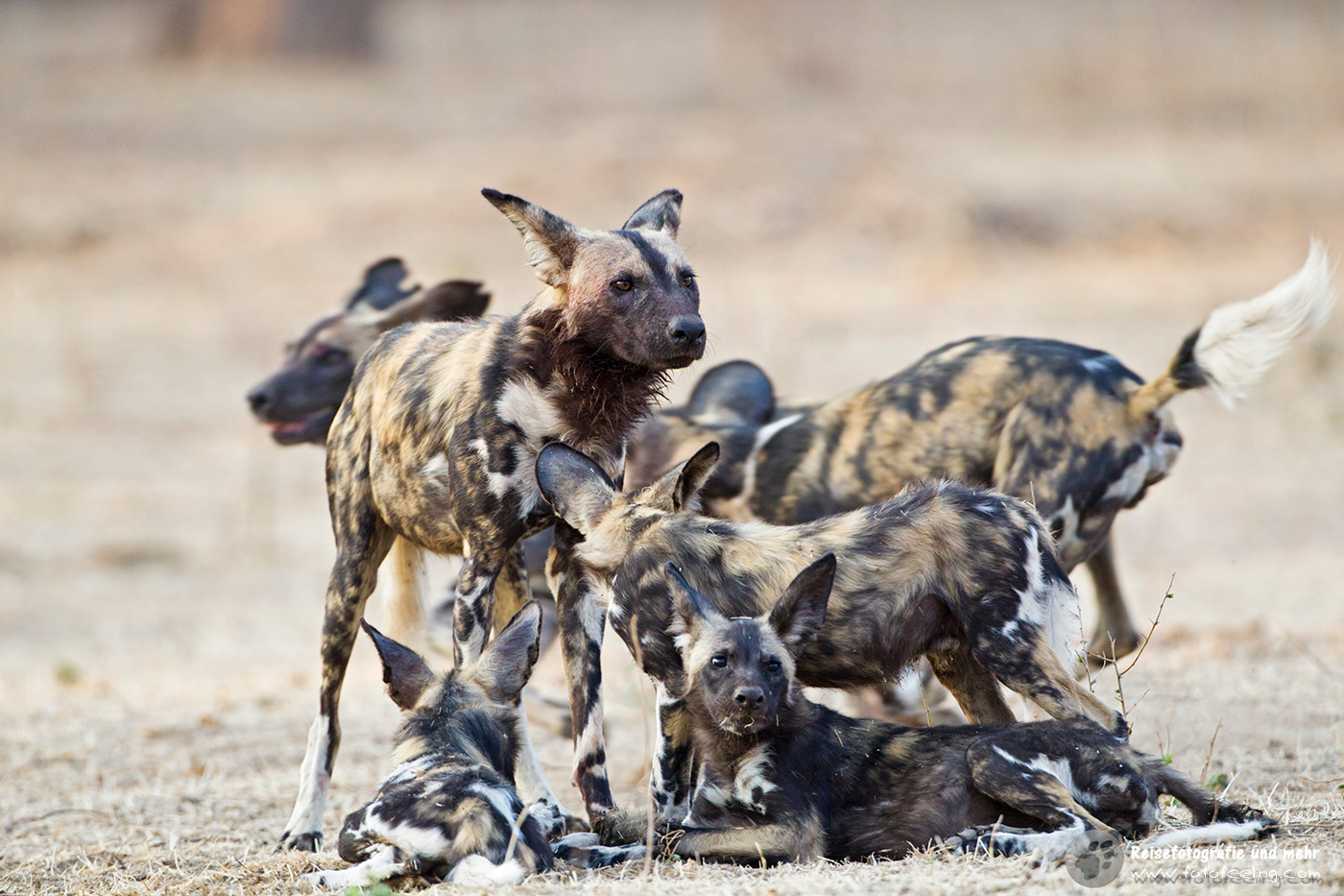 Afrikanische Wildhunde (Lycaon pictus)