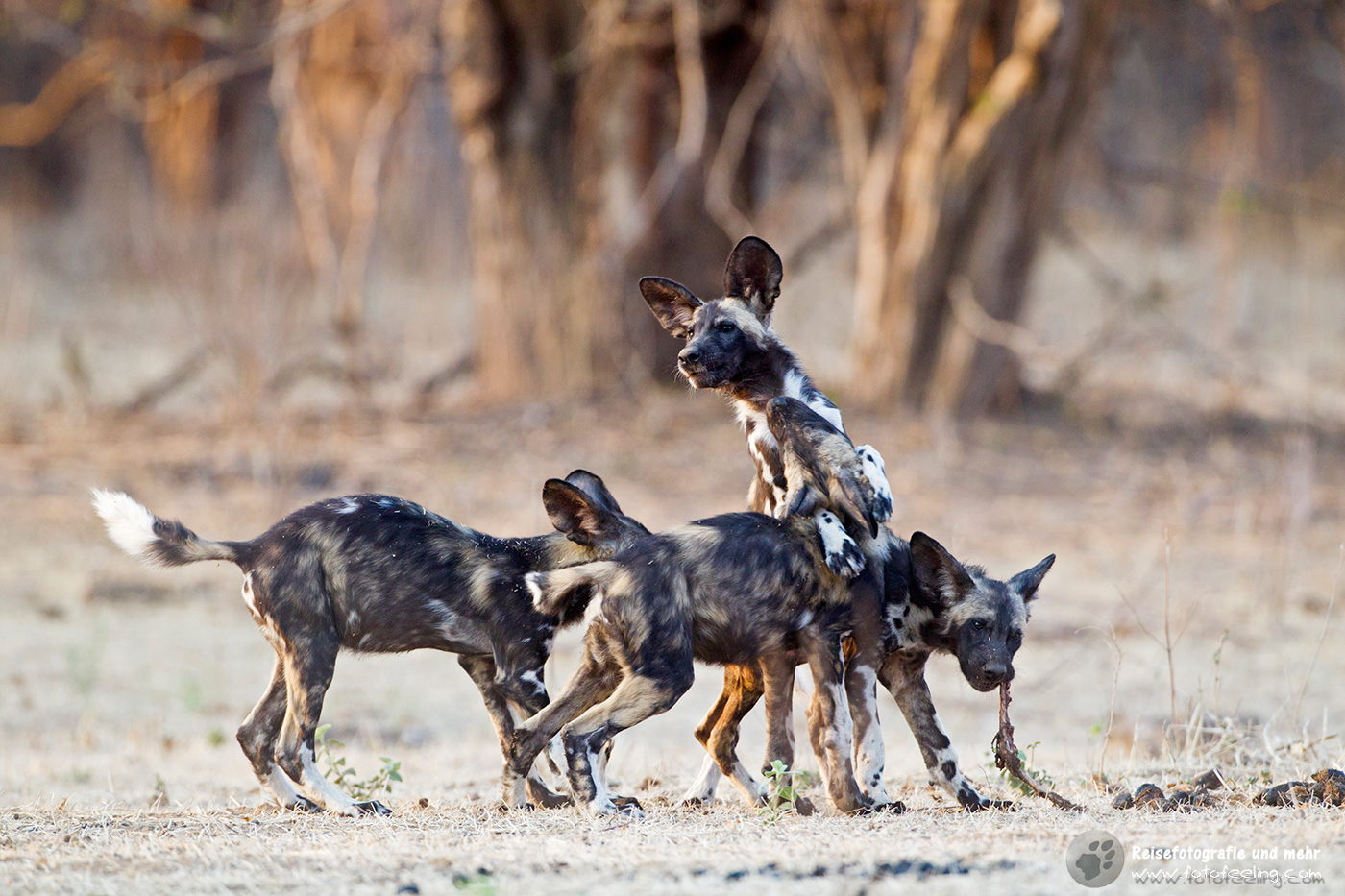 Afrikanische Wildhunde (Lycaon pictus) - es wird gesppielt