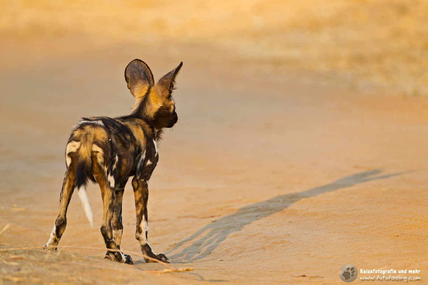 Afrikanischer Wildhund (Lycaon pictus)