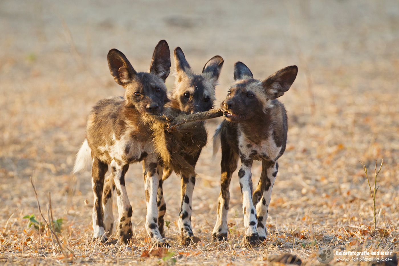 Afrikanische Wildhunde (Lycaon pictus) mit Beute