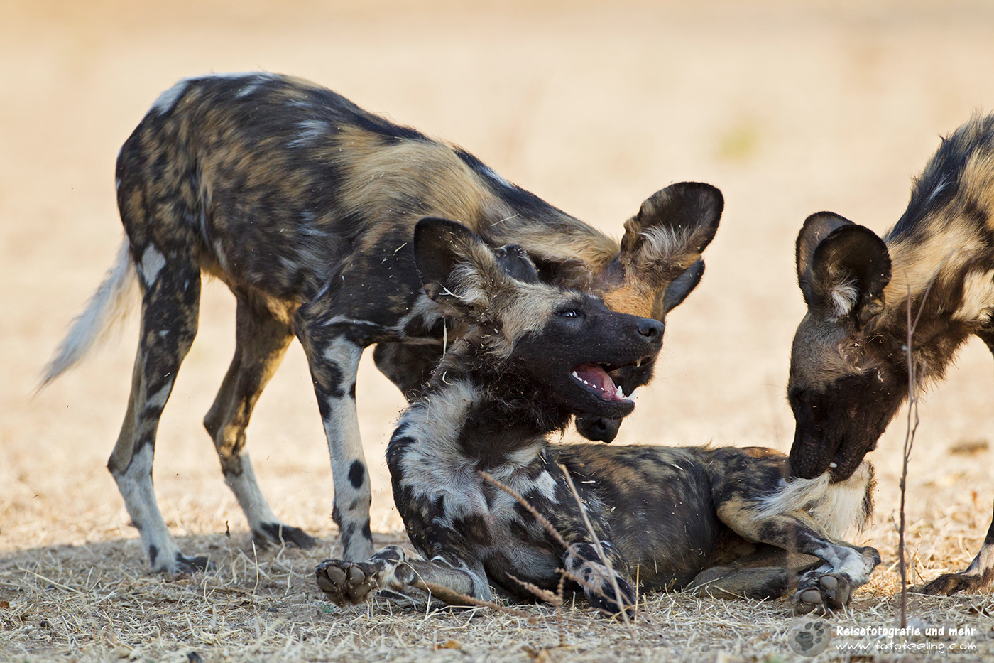Afrikanische Wildhunde (Lycaon pictus)