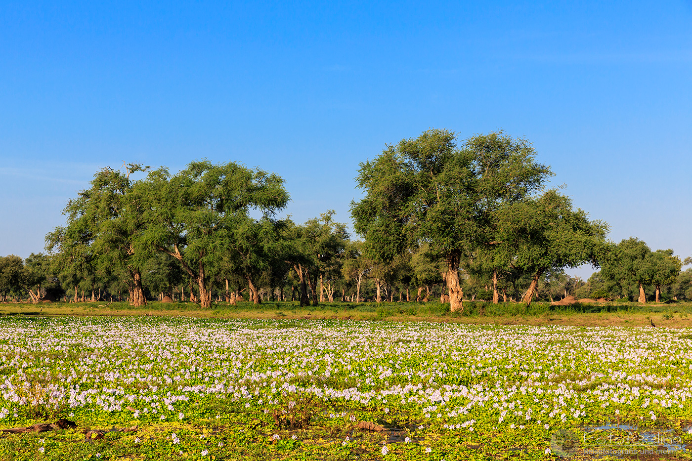 Lagune mit Wasserhyazinthen (Eichhornia)