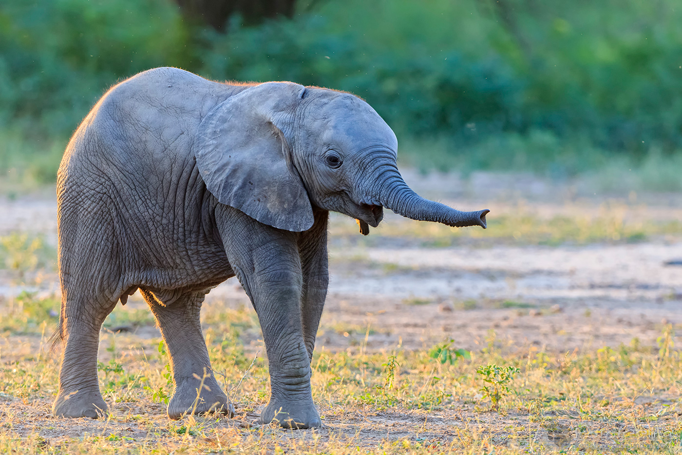 Afrikanischer Elefant, (Loxodonta africana), en: African Elephant, Jungtier