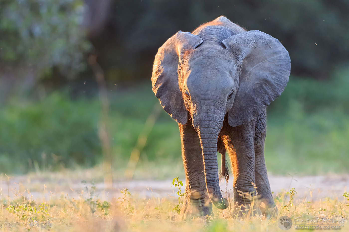 Afrikanischer Elefant, (Loxodonta africana), en: African Elephant, Jungtier
