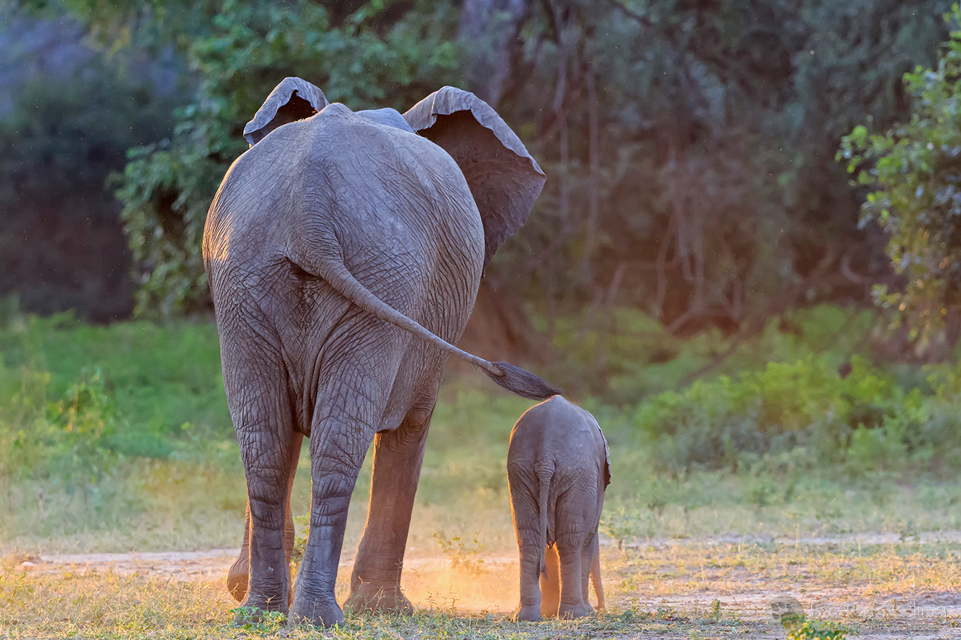 Afrikanischer Elefant, (Loxodonta africana), en: African Elephant, Mutter mit Jungtier
