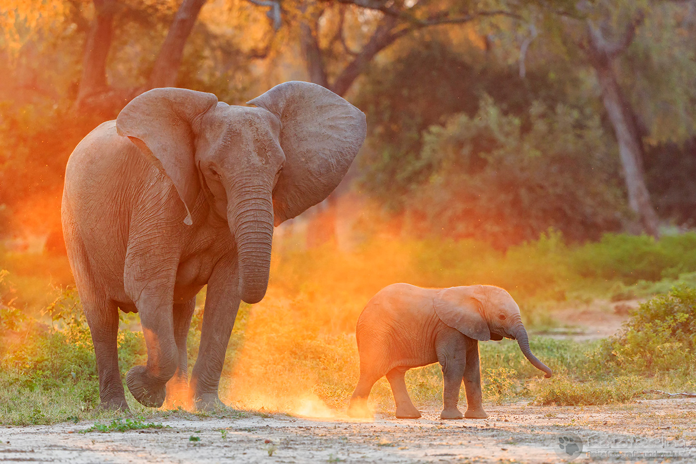 Afrikanischer Elefant, (Loxodonta africana), en: African Elephant, Mutter mit Jungtier